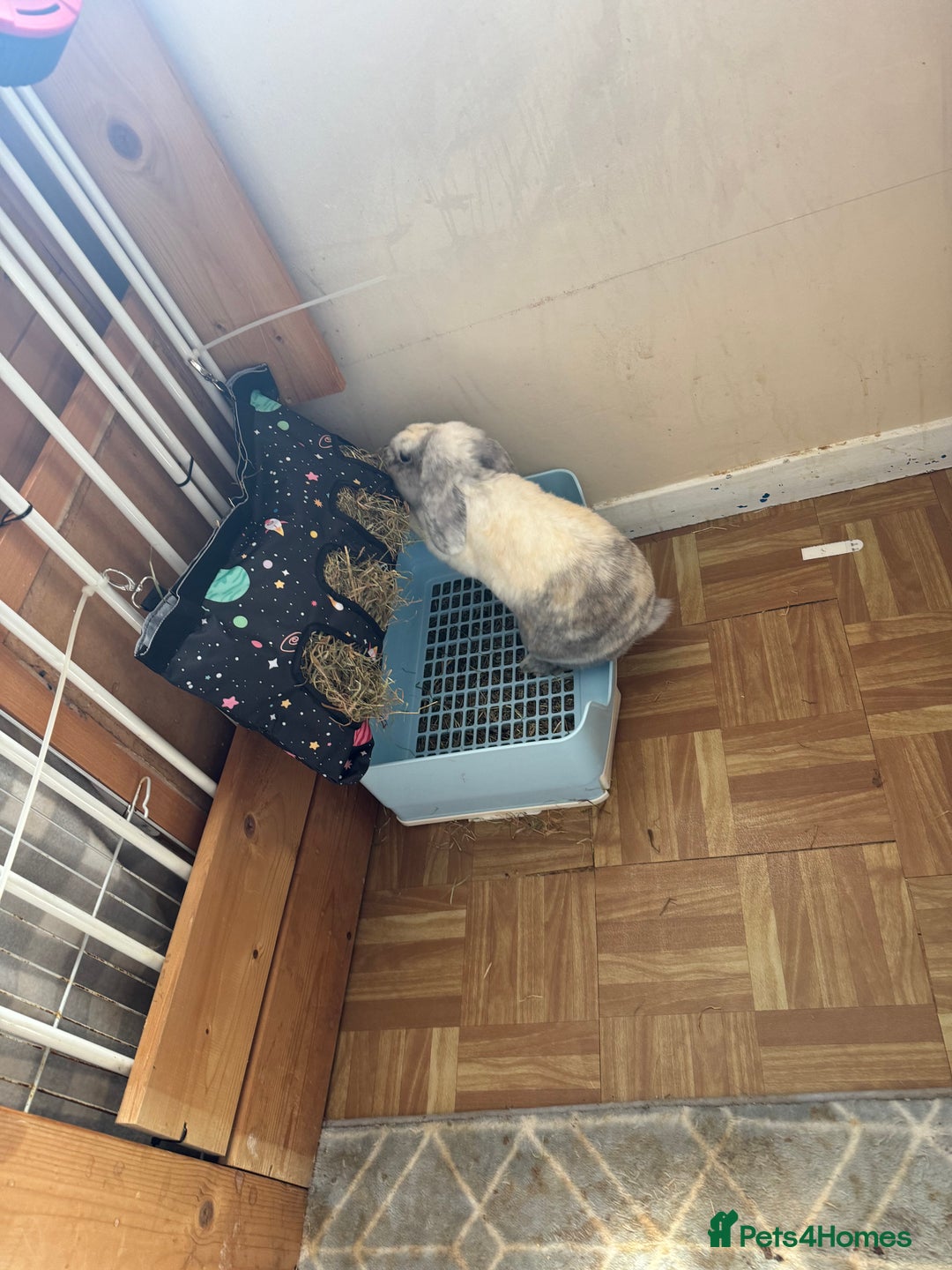 English Lop rabbits for sale: male and one female adorable and stunning - Advert 3