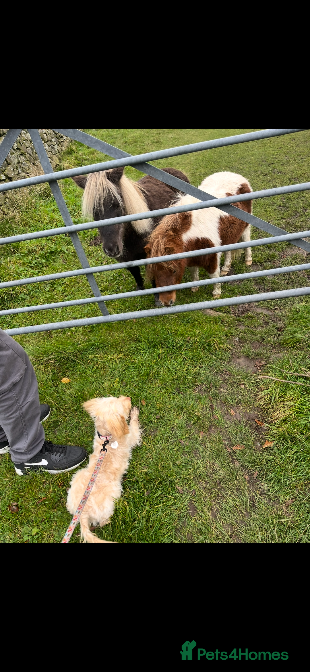 Cockapoo dogs for sale: F3 6 Month Old Cockapoo (Ralph) - Advert 2
