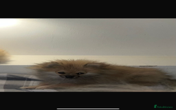 Pomeranian dogs for sale: Pomeranian  puppies  - Image 2