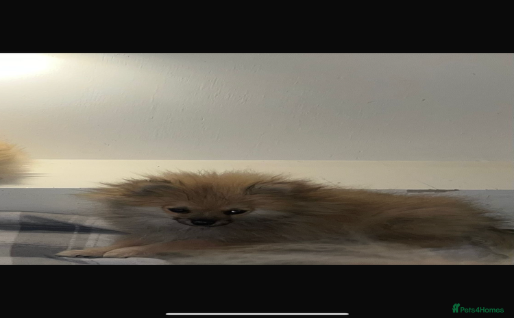 Pomeranian dogs - Advert 6