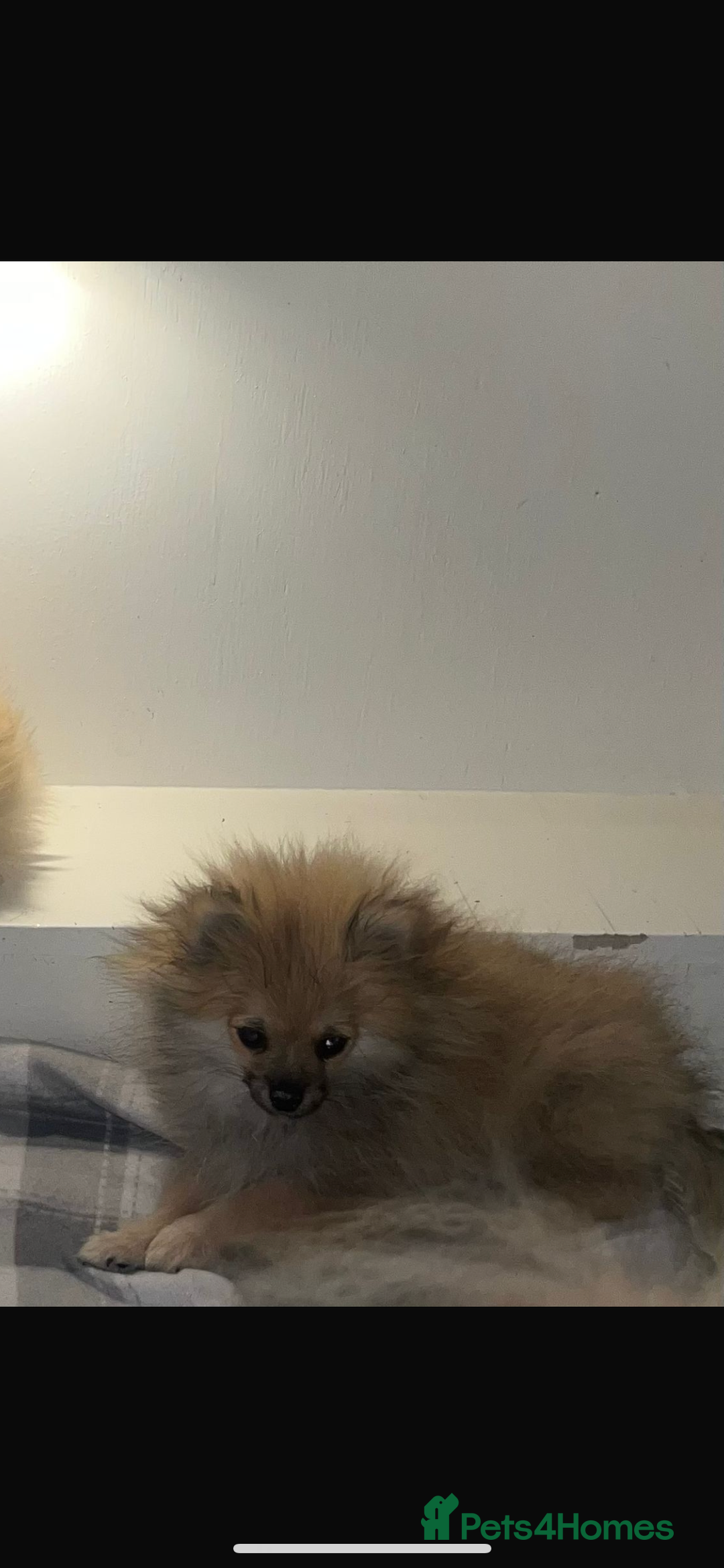 Pomeranian dogs for sale: Pomeranian  puppies  - Image 2