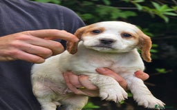 Sprocker dogs for sale: Hendrix the male sprocker available. - Image 32