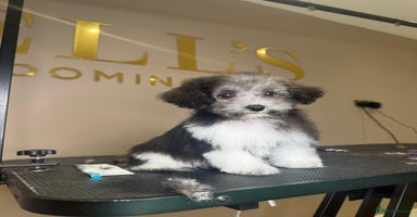 Maltipoo dogs - Advert 4