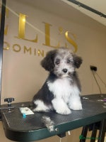 Maltipoo dogs - Advert 10