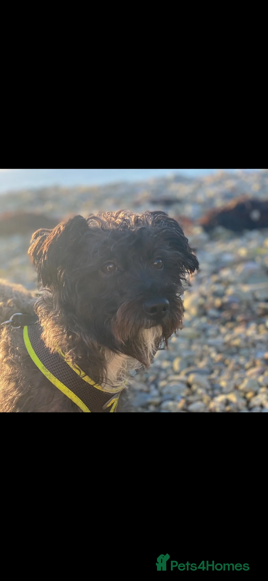 Mixed Breed dogs for sale: Buddy’s look for his forever home  - Advert 2