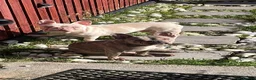 French Bulldog dogs for sale: Platinum Frenchie boy  in Prenton - Advert 10