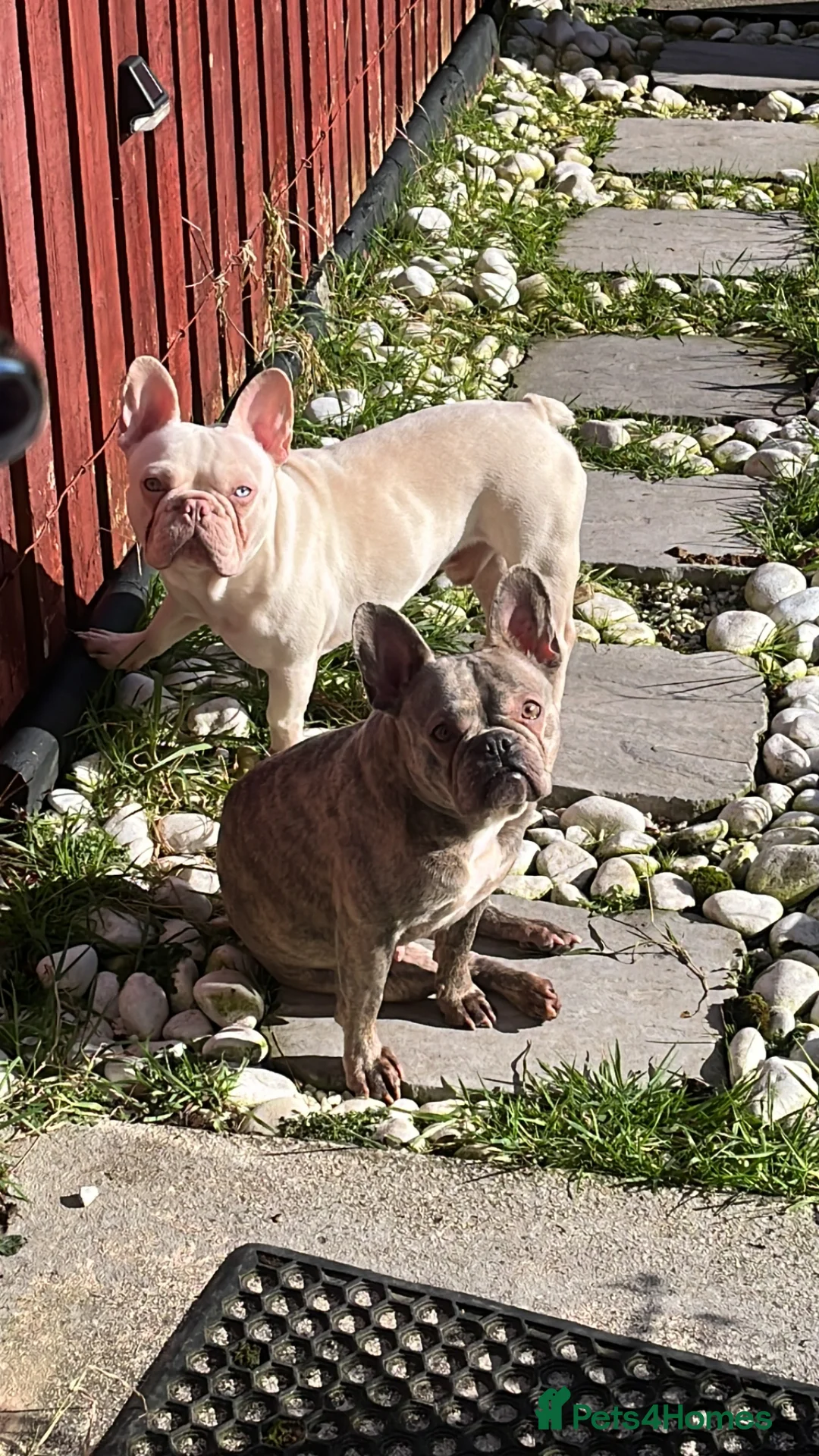French Bulldog dogs for sale: Platinum Frenchie boy  in Prenton - Advert 10