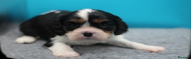 Cavalier King Charles Spaniel Puppy 6