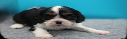 Cavalier King Charles Spaniel dogs for sale: Champion lines, heart/health tested, KC registered - Advert 34