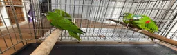 Macaws birds for sale: A pair of Hahns macaw in Basildon - Advert 4