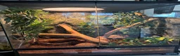 Frog reptiles for sale: Whites Tree Frogs in Sudbury - Advert 1