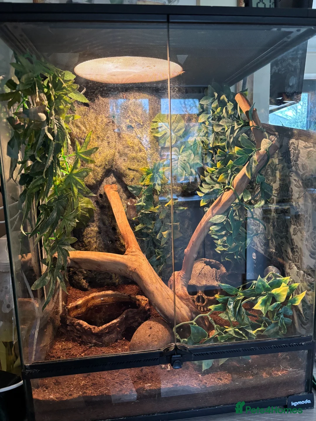 Frog reptiles for sale: Whites Tree Frogs in Sudbury - Advert 1