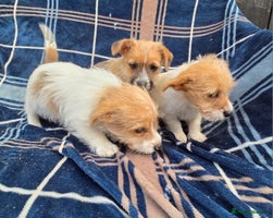 Jack Russell dogs Lovely Rough Coated Small Jack Russells - Advert 2