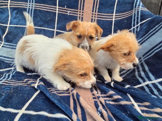 Jack Russell dogs Lovely Rough Coated Small Jack Russells - Advert 5