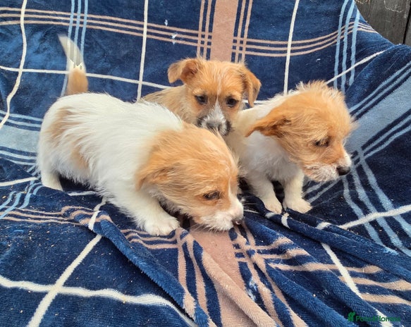 Jack Russell dogs Lovely Rough Coated Small Jack Russells - Advert 1