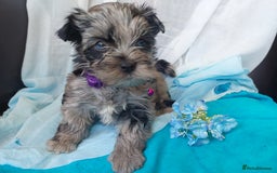 Yorkshire Terrier dogs for sale: Rare Colourful Pedigree Yorkies Certified Breeder - Image 26