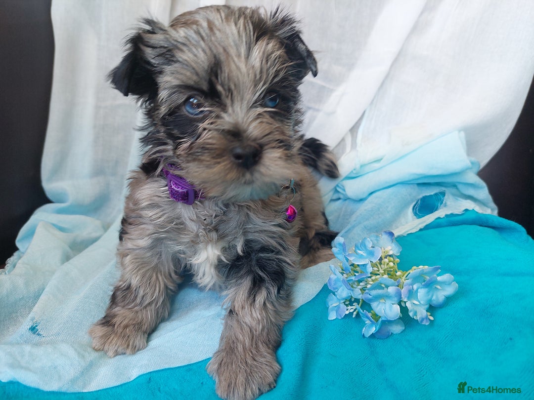Yorkshire Terrier dogs for sale: Rare Colourful Pedigree Yorkies Certified Breeder - Image 26