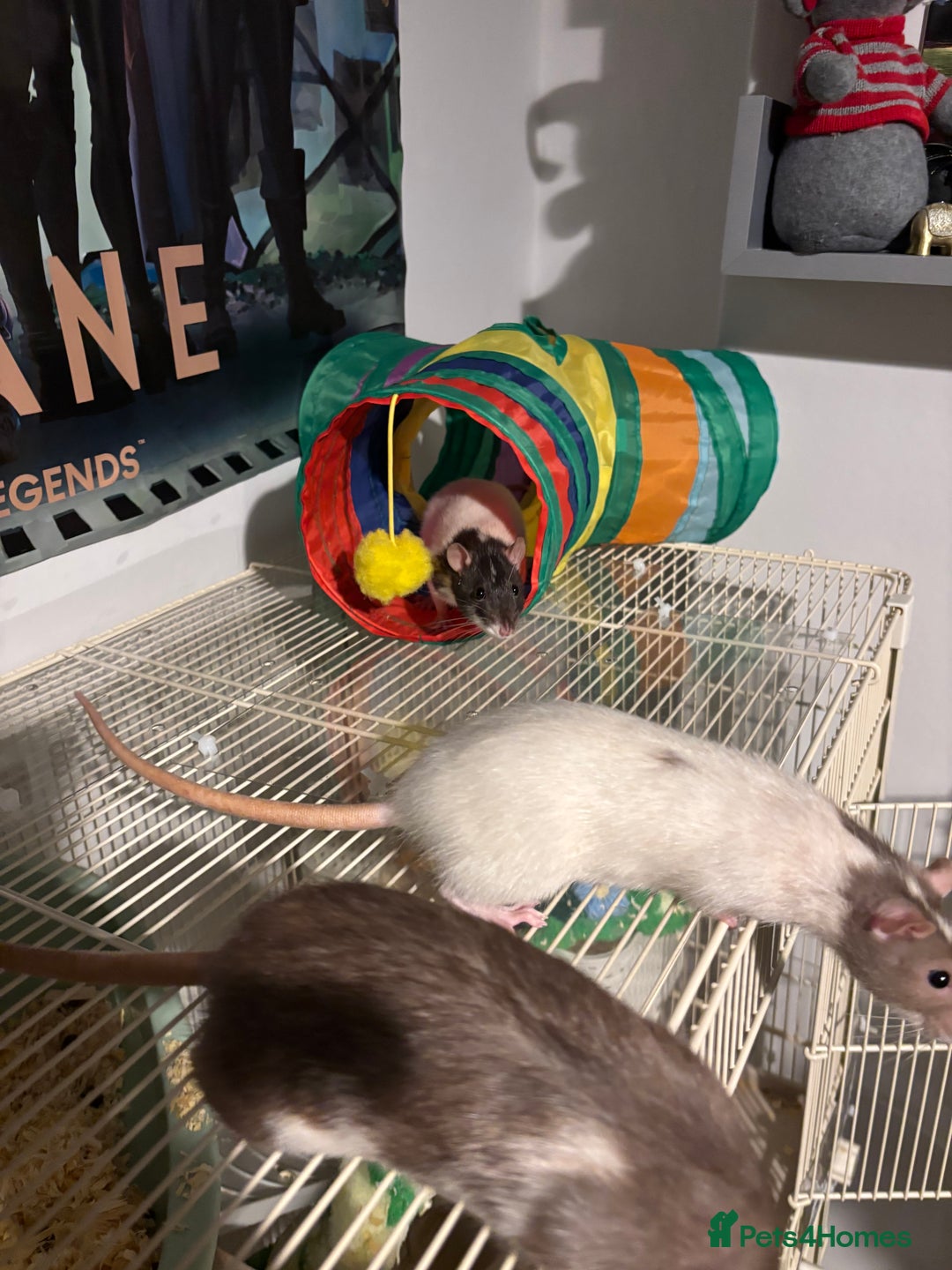 Rat rodents for sale: 4 beautiful girl rats - Advert 9