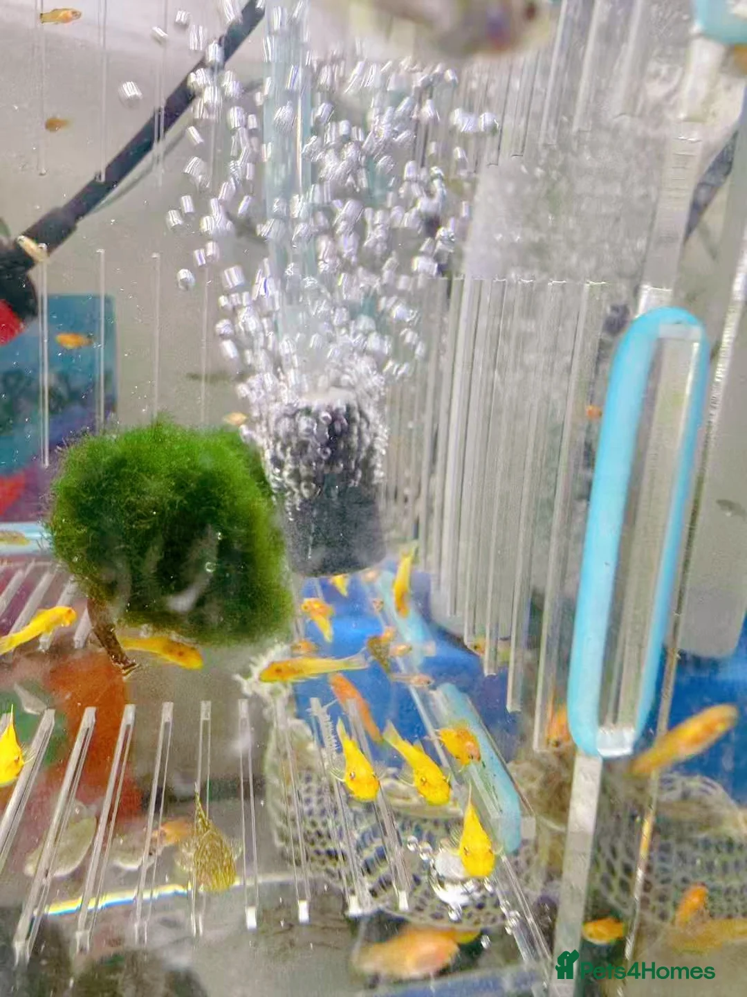 Plecos fish for sale: Bristlenose Pleco Golden&Snowflake – Various Sizes - Advert 10