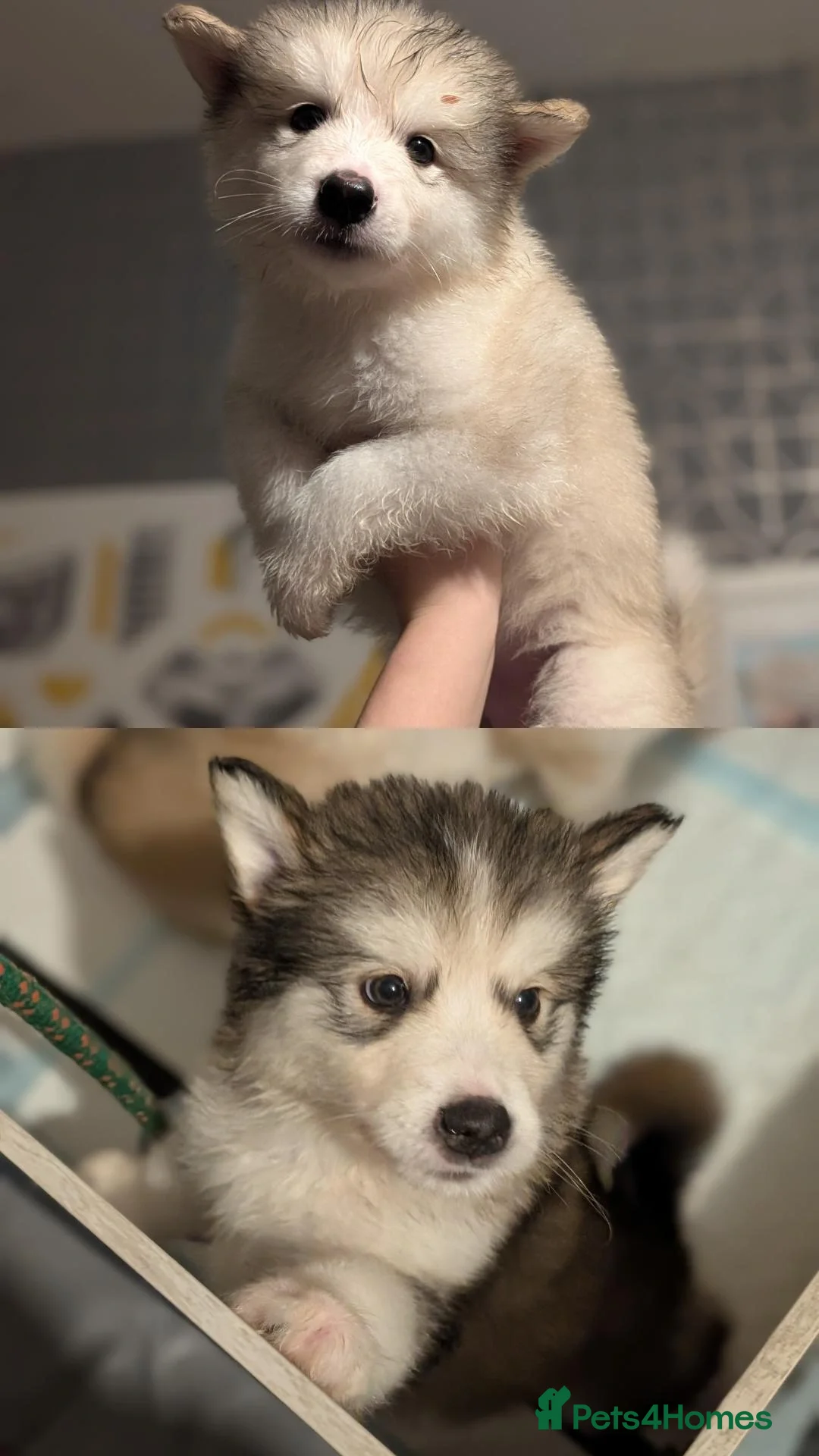 Alaskan Malamute dogs 2 boys left! Long haired Alaskan Malamutes  - Advert 5