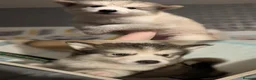 Alaskan Malamute dogs for sale: ALL PUPS HAVE BEEN SOLD!! - Advert 2
