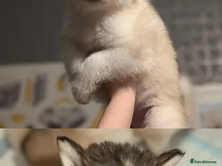 Alaskan Malamute dogs 2 boys left! Long haired Alaskan Malamutes - Advert 5