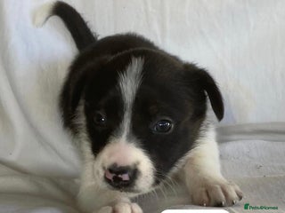 Border Collie dogs LAST GIRL KC registered border collie puppies - Advert 3