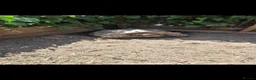 Tortoise reptiles for sale: Female sulcata tortoise in Hockley - Advert 3
