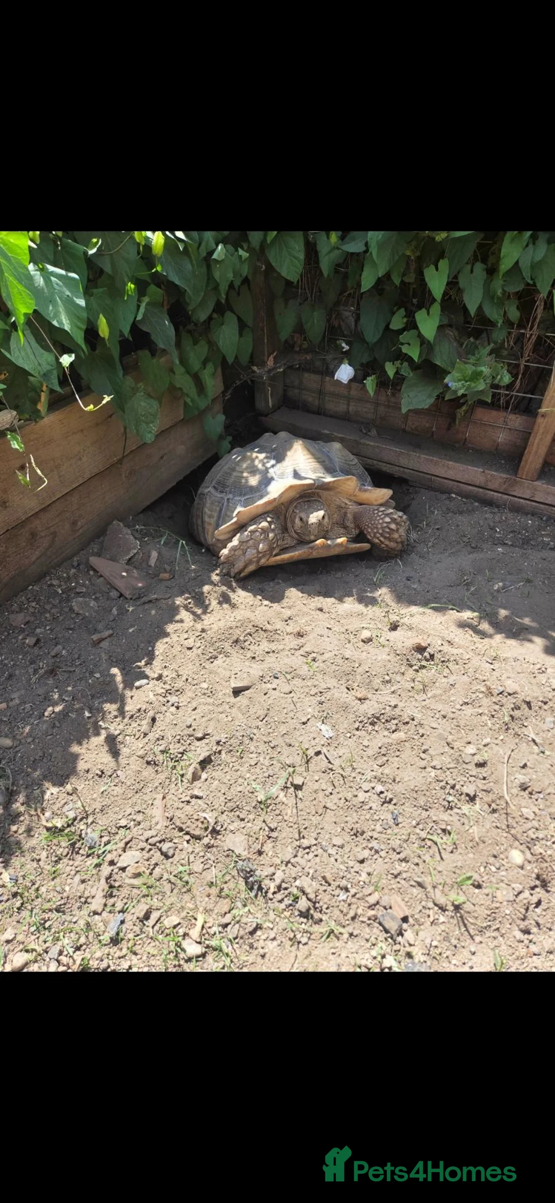 Tortoise reptiles for sale: Female sulcata tortoise in Hockley - Advert 3
