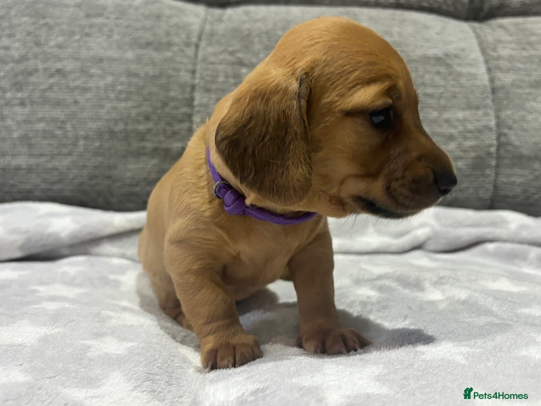Miniature Dachshund dogs for sale: Beautiful KC Reg Miniature Dachshund Puppies - Image 5