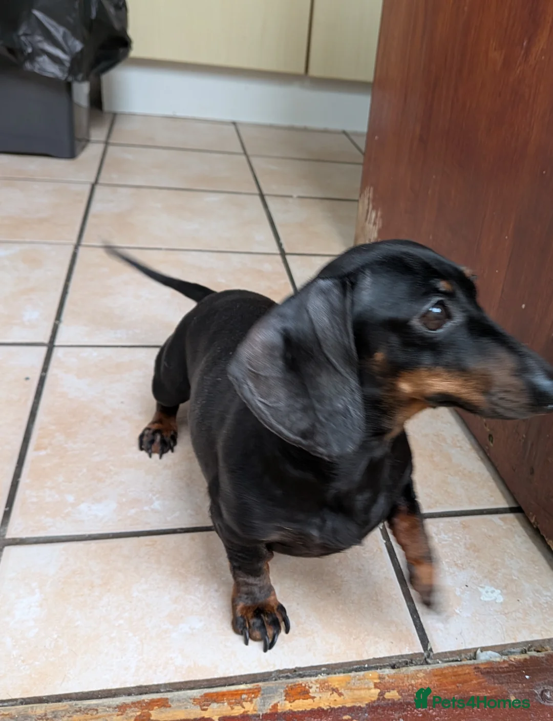 Dachshund dogs for sale: Mini Dachshund  - Advert 6