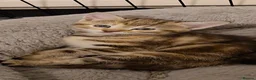 Mixed Breed cats for sale: Gorgeous Pure Tabby healthy kittens - Advert 3