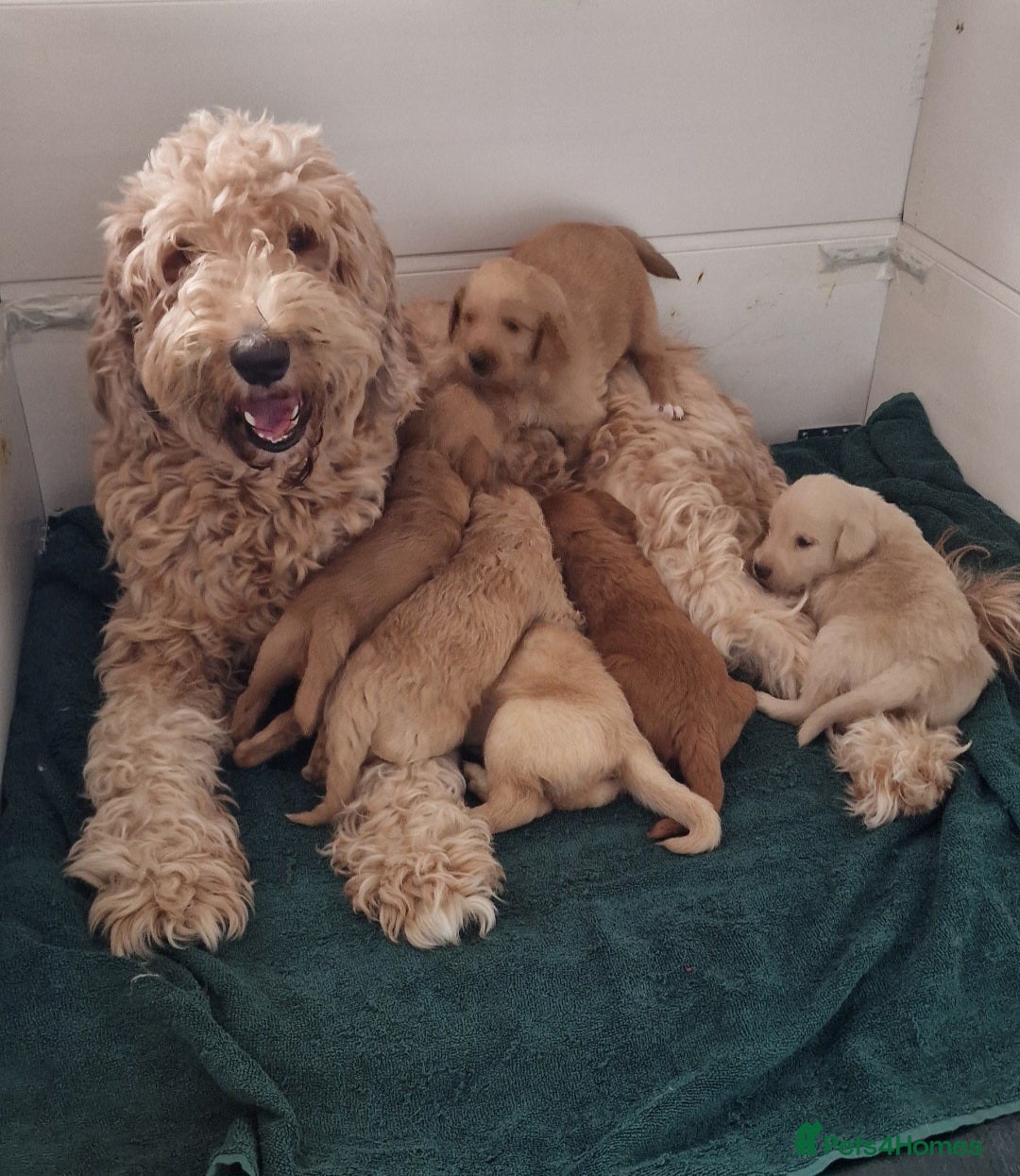 Double Doodle dogs Stunning Multi generational Giant Labradoodle  - Advert 3