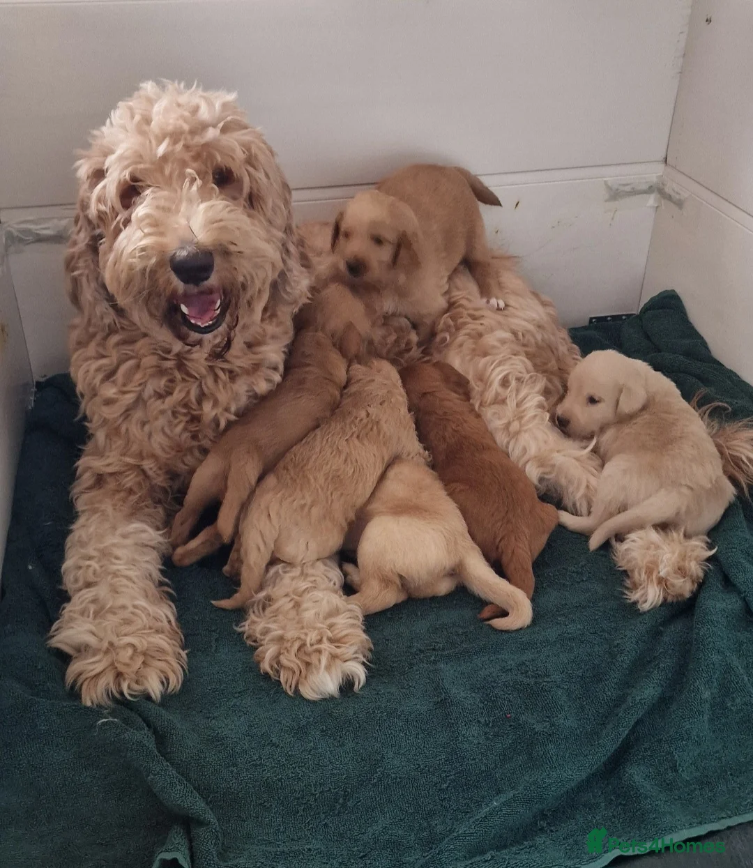 Double Doodle dogs for sale: Stunning Multi generational Giant Labradoodle  in Bromley - Advert 1