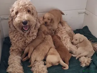 Double Doodle dogs Stunning Multi generational Giant Labradoodle - Advert 1