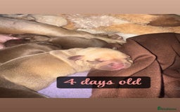 American Bully dogs for sale: Pocket bully puppy’s  - Image 8