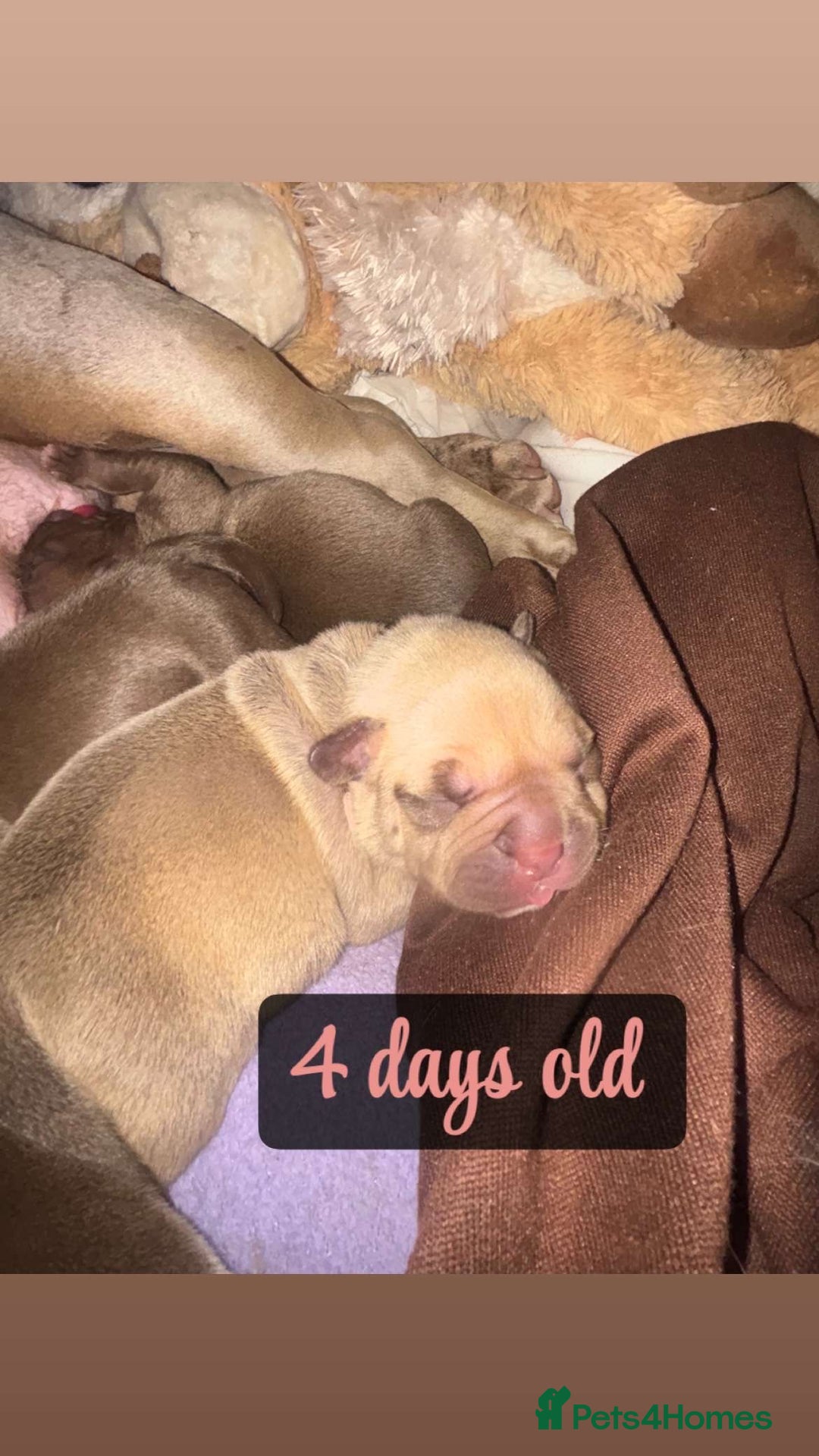 American Bully dogs for sale: Pocket bully puppy’s  - Image 8