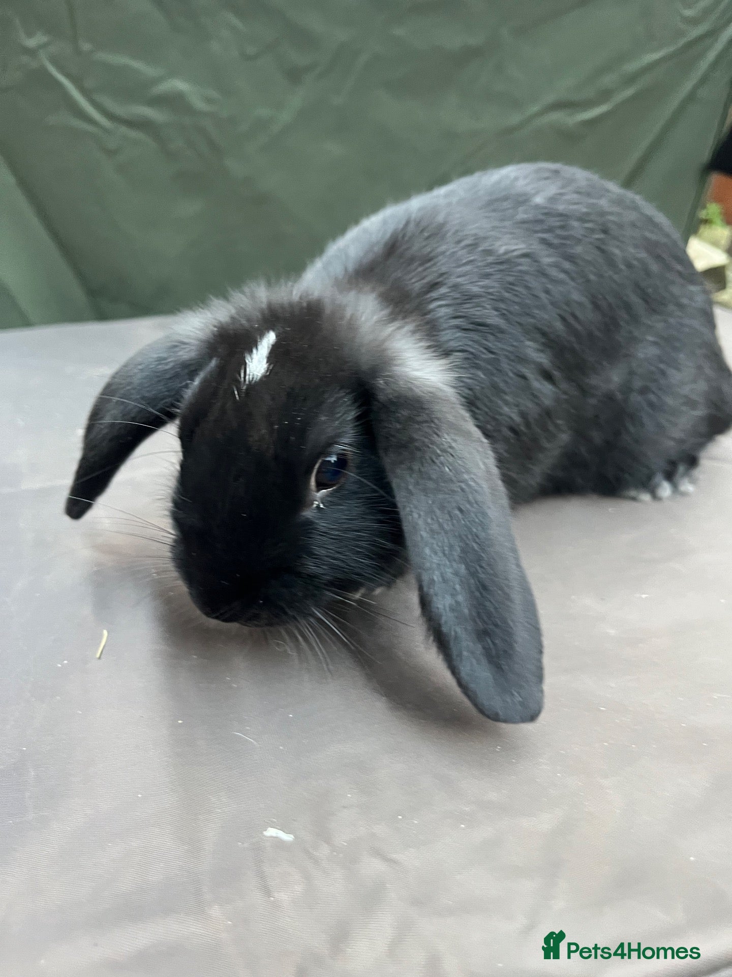 Mixed Breed rabbits Mini lop cross English spot baby bunnies  - Advert 6