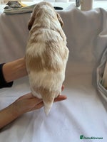 Cocker Spaniel dogs - Advert 7