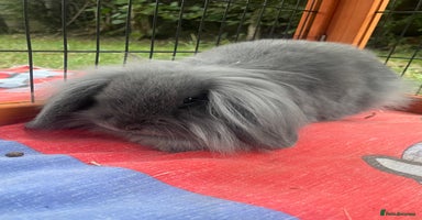 Mini Lion Lop rabbits - Advert 14