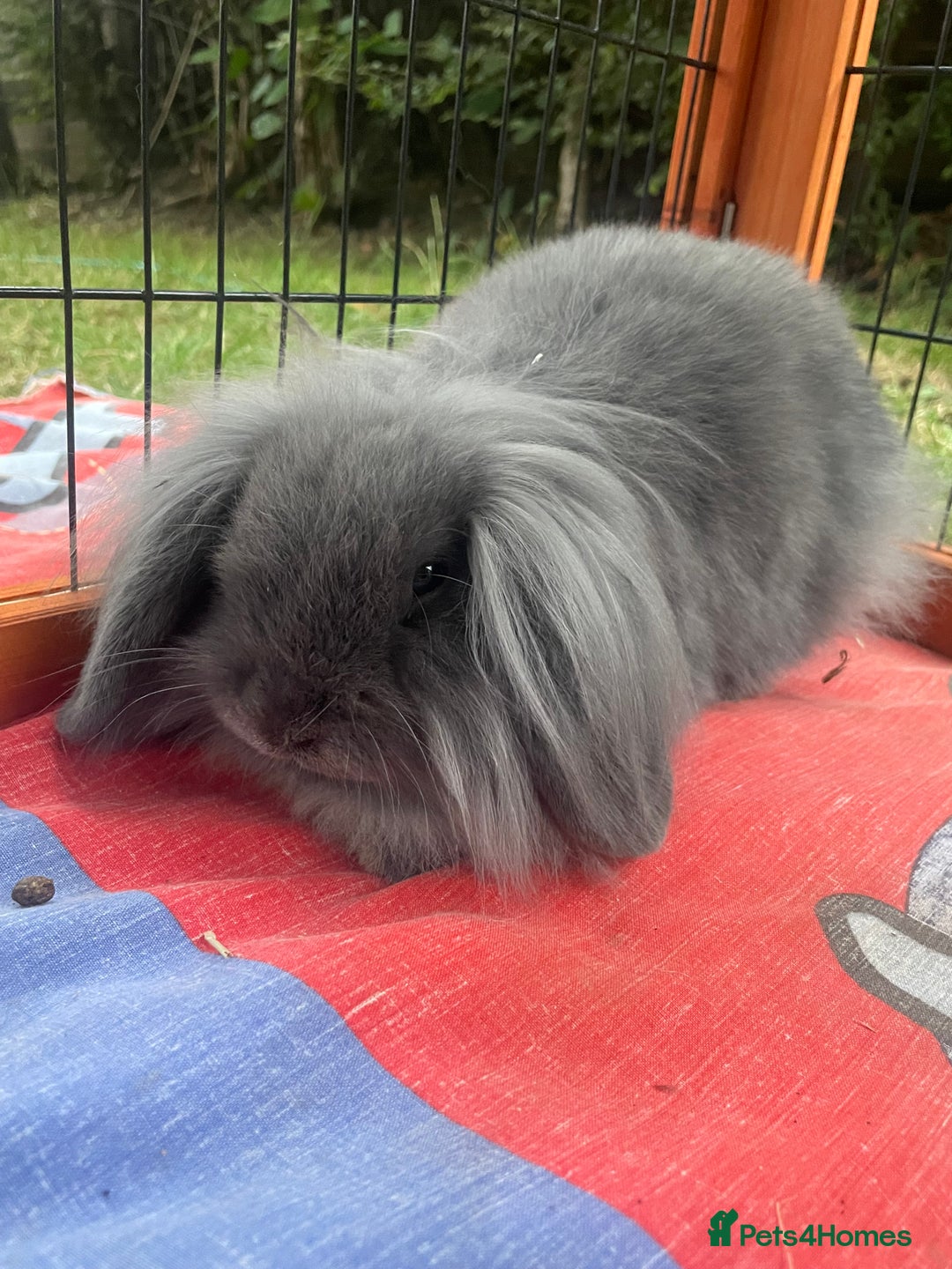 Mini Lion Lop rabbits for sale: Beautiful Grey Mini Lion Lop Baby - Image 2