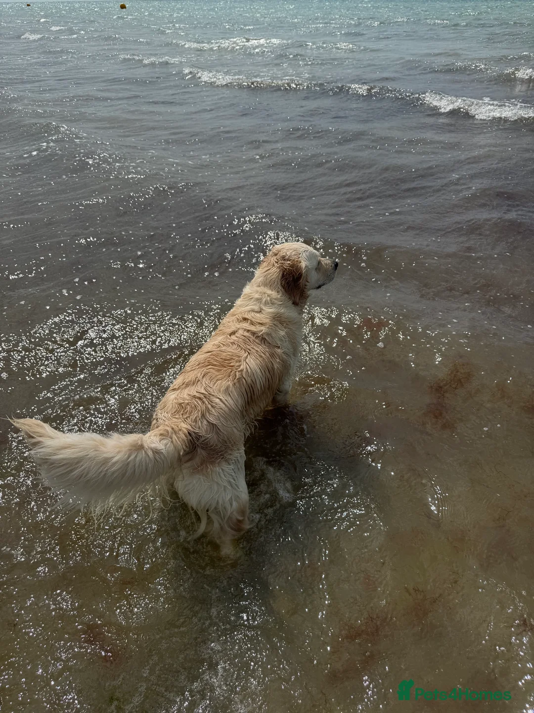 Golden Retriever dogs for stud: We are looking for a male golden retriever stud  - Advert 4