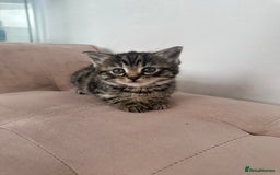 Mixed Breed cats for sale: Kittens for sale  - Image 1