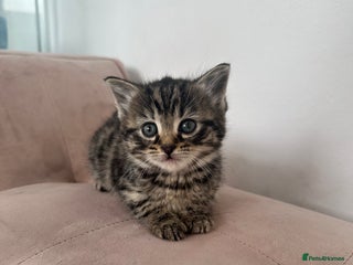 Mixed Breed cats - Advert 1