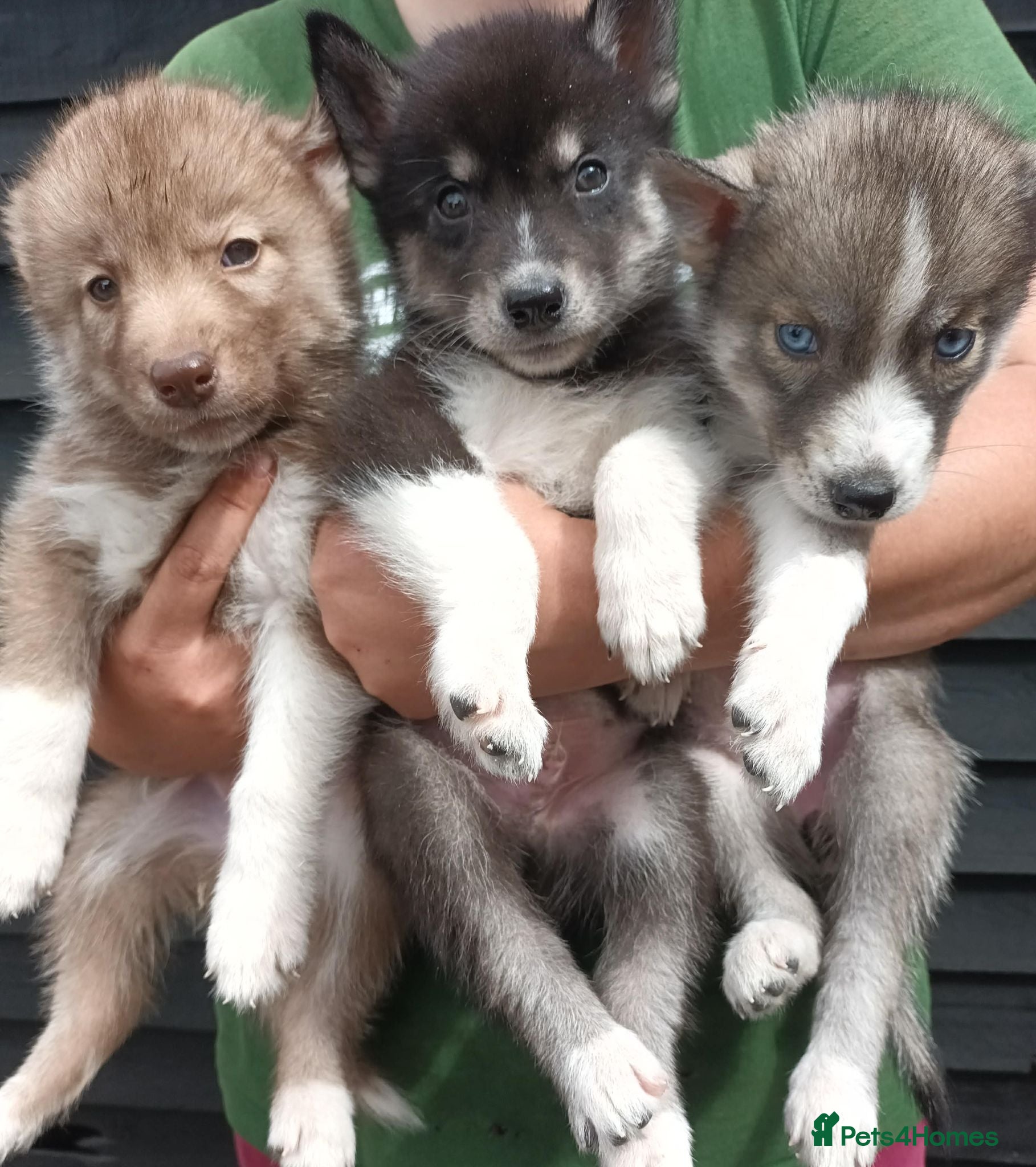 Siberian Husky dogs Pedigree Siberian Husky Puppies in York - Advert 5