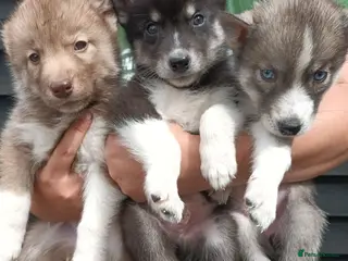 Siberian Husky dogs Pedigree Siberian Husky Puppies in York - Advert 1