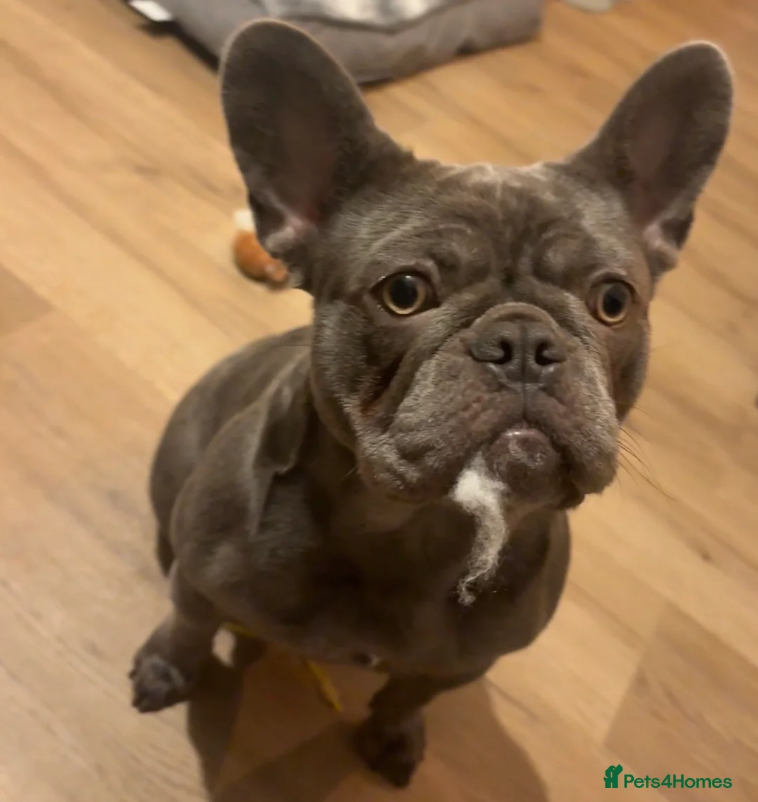French Bulldog dogs for sale: Blue Brindle Female Frenchie – 9 Months Old 🐶 - Advert 1
