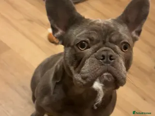 French Bulldog dogs Blue Brindle Female Frenchie – 9 Months Old 🐶 - Advert 3