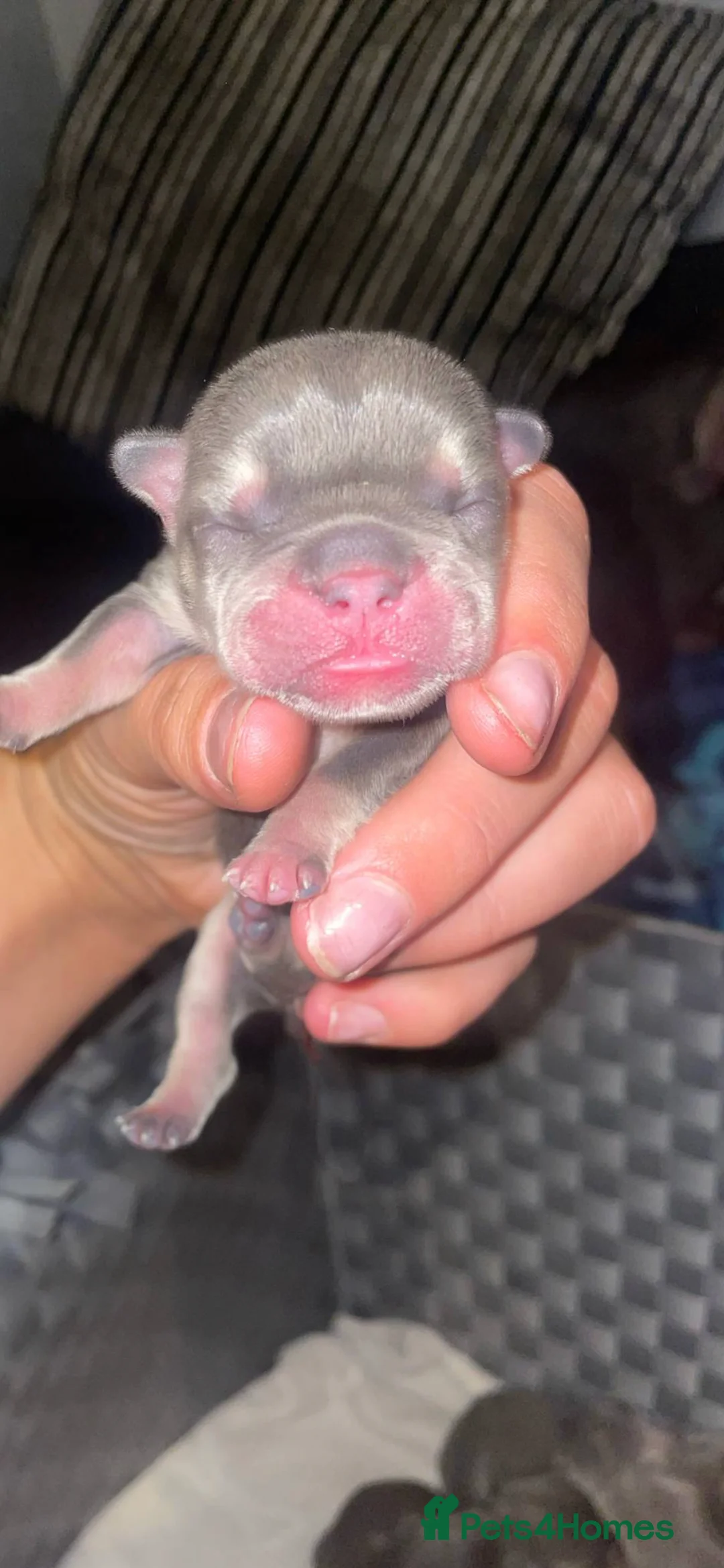 American Bully dogs for stud: ABKC REGISTERED POCKET BULLY STUD in Waterlooville - Advert 8