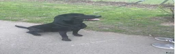 Labrador Retriever dogs for sale: Stunning and lovely male needs a new home in Cardiff - Advert 1